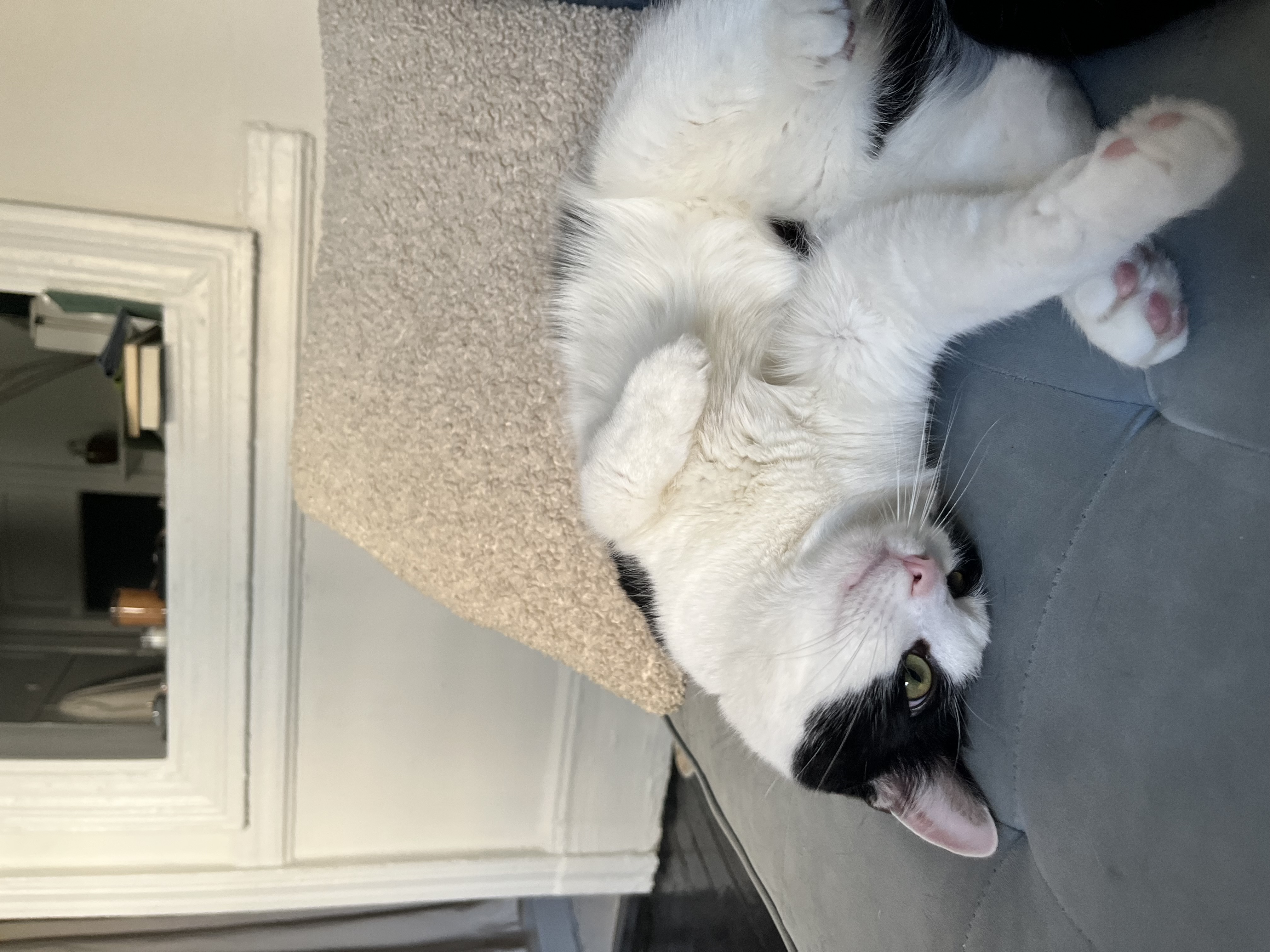 Whiskers on the Couch