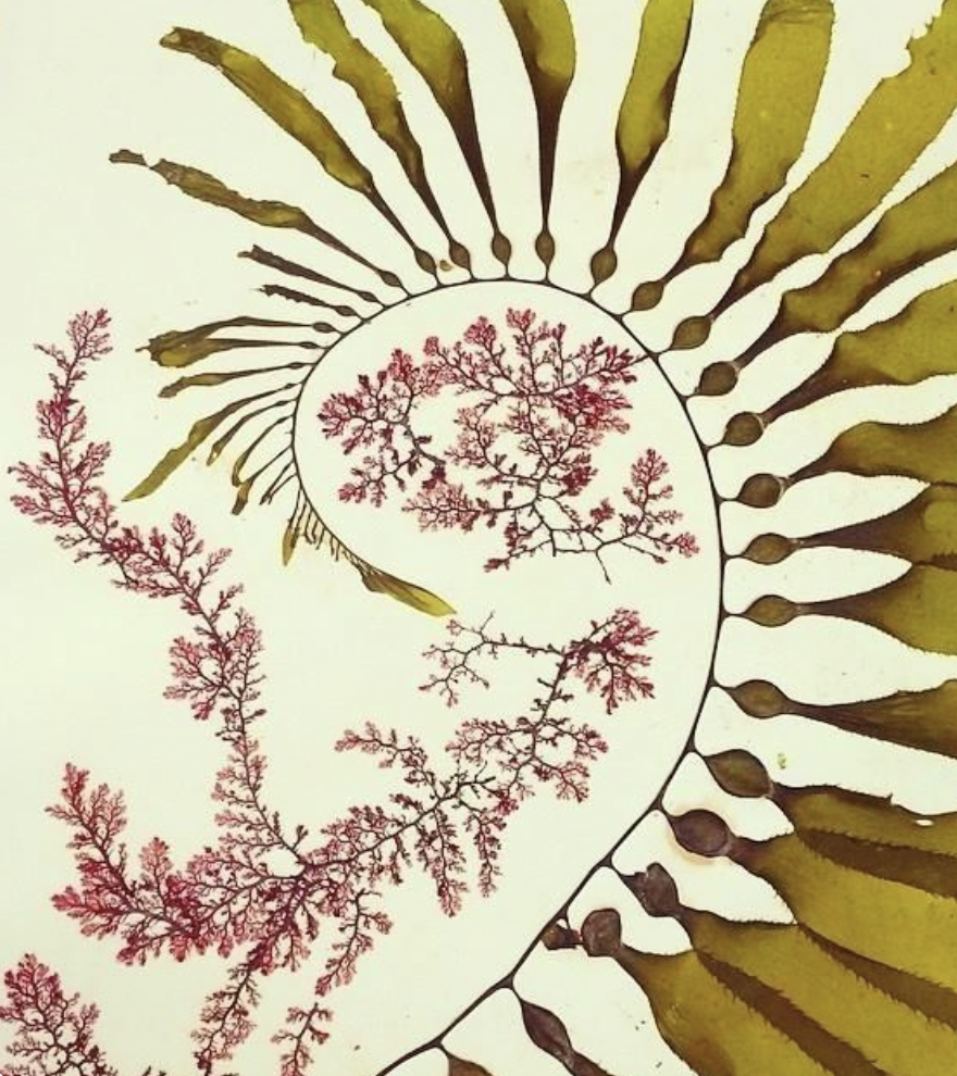 Elegant Botanicals & Shadow Play