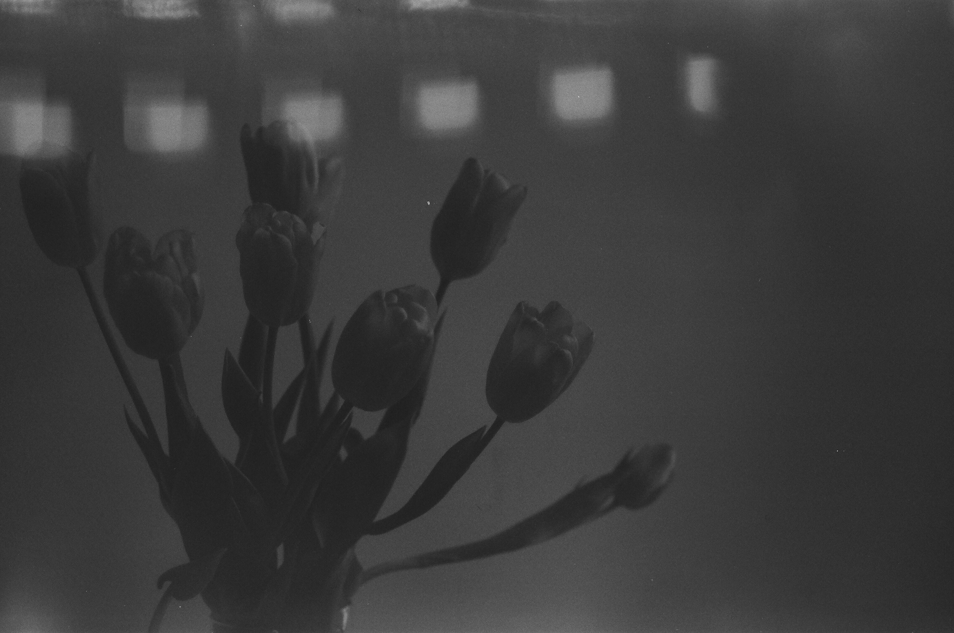 Monochrome Tulip Melody