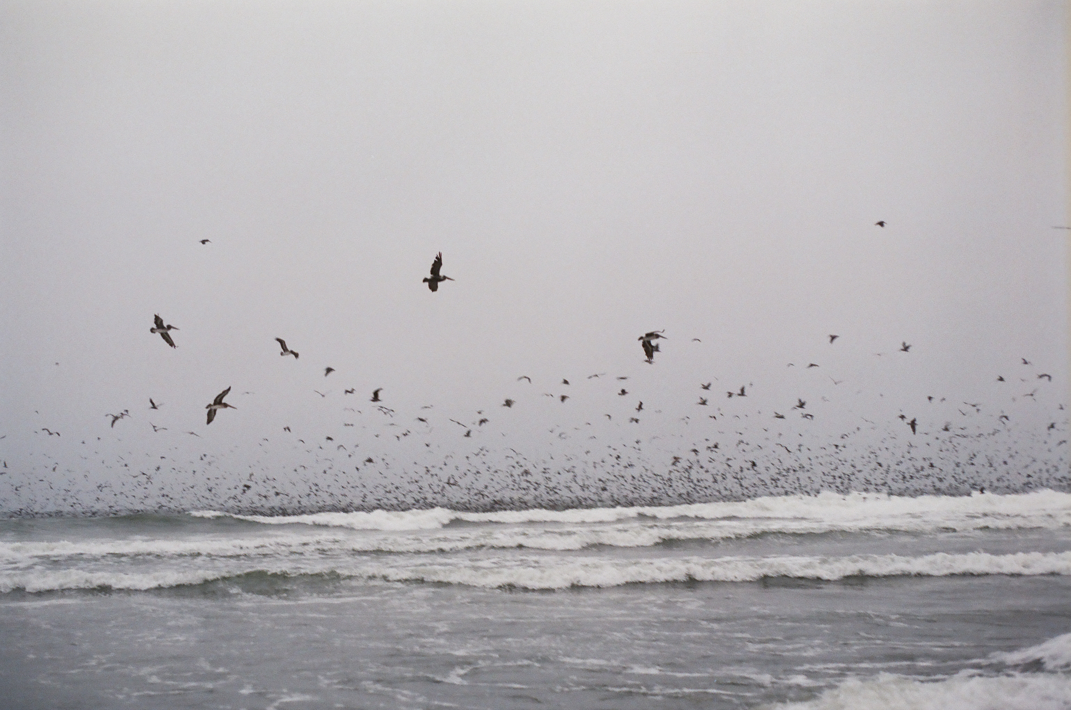 Coastal Roar: Black Sands and Soaring Birds
